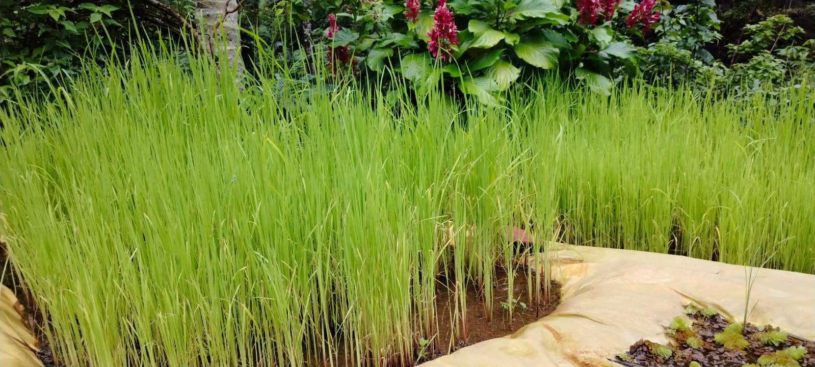 നെൽ കൃഷി